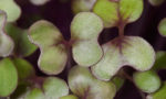 Microgreens